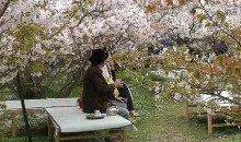 Omuro Ninnanji cherry blossom.