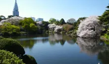 Particulièrement apprécié, le jardin de Shinjuku attire les japonais, les touristes et les photographes pendant toute la fleuraison des cerisiers.