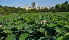 The pond Shinobazu iconic Ueno Park and its giant lotus whose petals cover the entire extent.