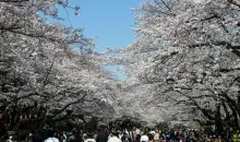 Le festival des fleurs de cerisiers à Ueno, Tokyo