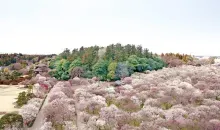Vue du jardin Kairaku-en lors du festival