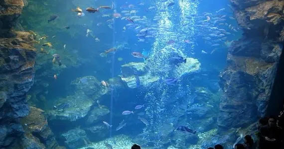 The giant pool of Kyoto Aquarium contains 500 tons of water.
