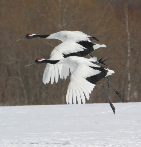 Red Crowned Cranes, Hokkaido.