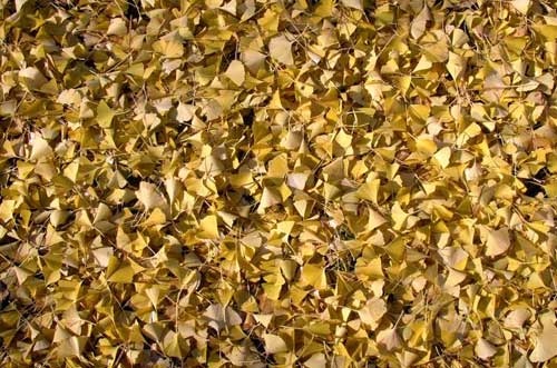 Ginkgo leaves, Tokyo, Japan.