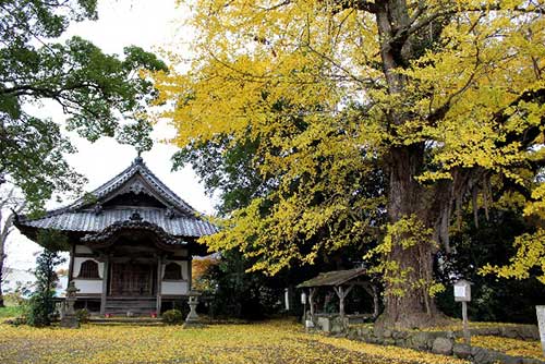 Gingko tree at Tamba-Kokubunji Temple, Kameoka.