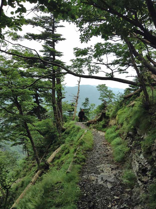 Trail on Mt. Omine.