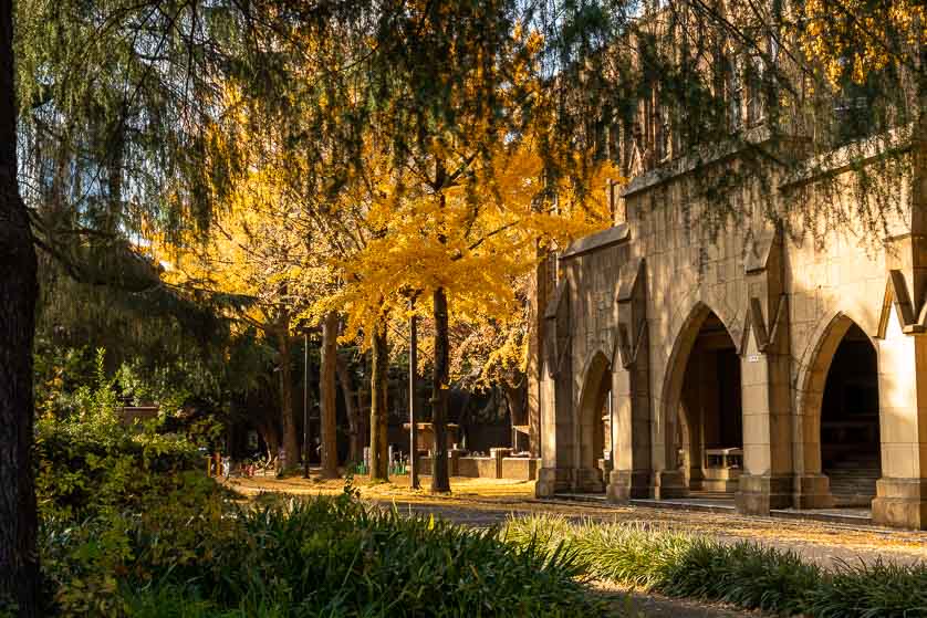 Gingko leaves in fall on the Hongo Campus, University of Tokyo, Bunkyo ward, Tokyo.