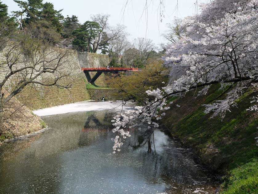 Walls, moat and cherry blossoms.