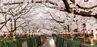 Sakura à Naka-Meguro, Tokyo