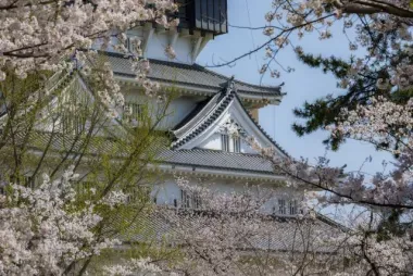 Kokura castle in Fukuoka and cherry blossoms 