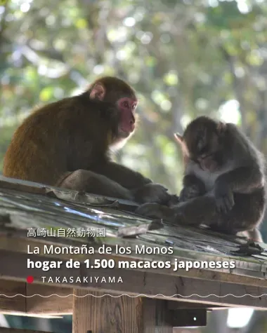 La Montaña de los Monos hogar de 1.500 macacos japoneses