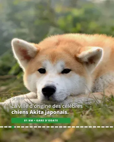 Odate, ville d'origine des célèbres chiens Akita japonais