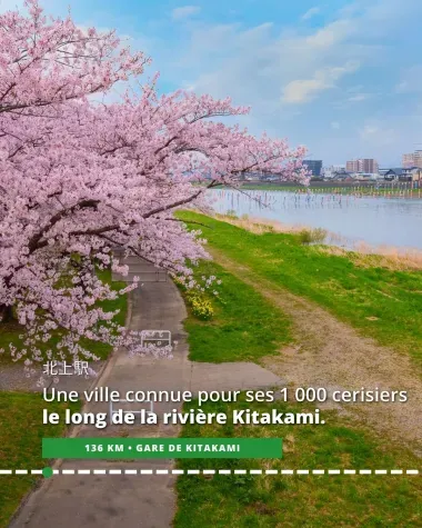 La ville de Kitakami, connue pour ses 1 000 cerisiers le long de la rivière Kitakami