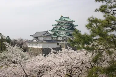 Nagoya Castle with Sakura