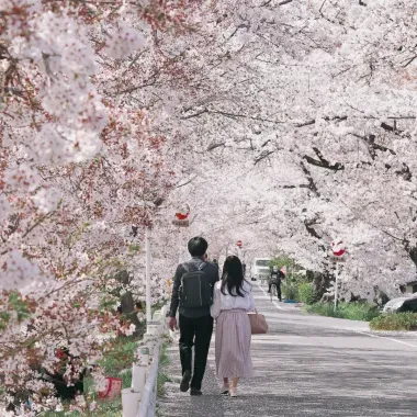 Couple marchant sous les cerisiers en fleur