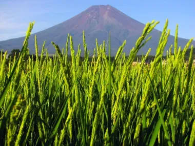 Une rizière en été avec le mont Fuji en fond, Fujiyoshida