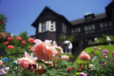 roses-kyu-furukawa