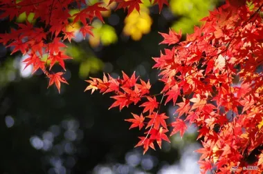 Les saisons : sources d'inspiration des poètes japonais
