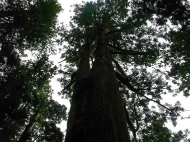 Les arbres centenaires qui entourent le sanctuaire ont été classés "monument national".