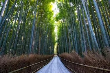Bambouseraie d'Arashiyama en hiver