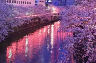 Les lanternes qui éclairent les cerisiers en fleurs longeant la rivière Meguro à Tokyo
