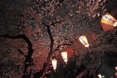 Cerisiers et lanternes au parc d'Ueno