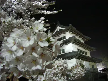 Les cerisiers autour du château de Hirosaki