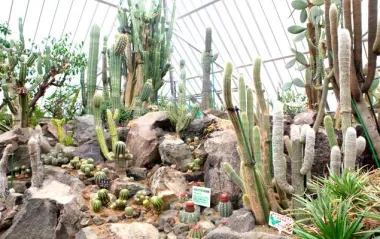 serre cactuss