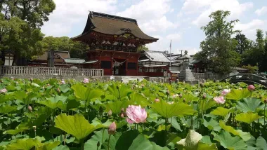 Lotus au sanctuaire Tsurugaoka Hachimangu