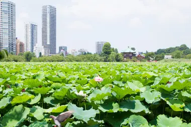 Parc de Ueno