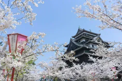 El castillo feudal de Matsue, en la época de los cerezos en flor (sakura)