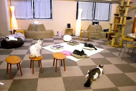 In Tokyo (Japan), bars expose curious cat (neko) to keep company with customers: Welcome to the neko cafe.