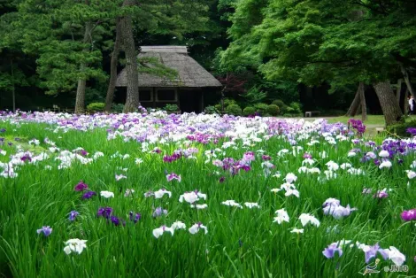 The Koishikawa Koraku-is the oldest garden in Tokyo.