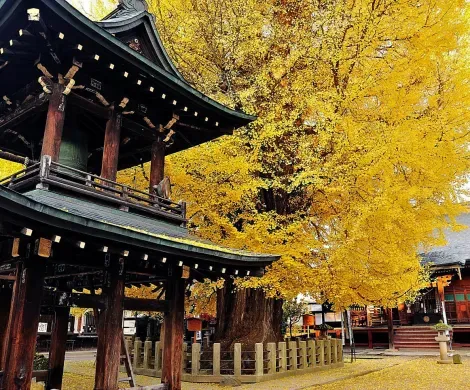 Un tempio sotto le foglie gialle d&#39;autunno in Kukubunji a Takayama.