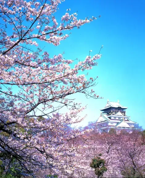 Kirschblüte im Park der Burg von Osaka