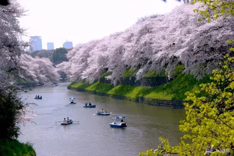 Le gite in barca sul fiume Sumida (Tokyo), una delle attività più rilassanti a Tokyo.