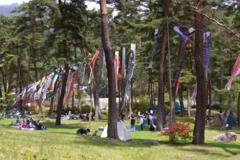 Durante koinobori, bandiere a forma di carpa invitano campeggio.