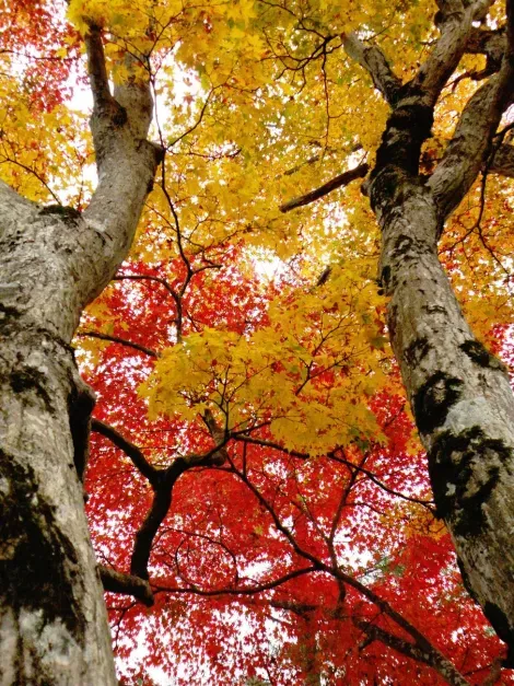 L'automne et sa teinte rouge au parc Momiji de Kyoto.
