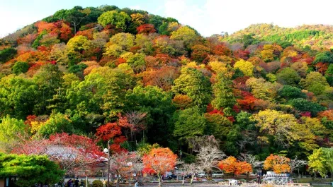 Le défilé de couleurs au parc Momiji de Kyoto.