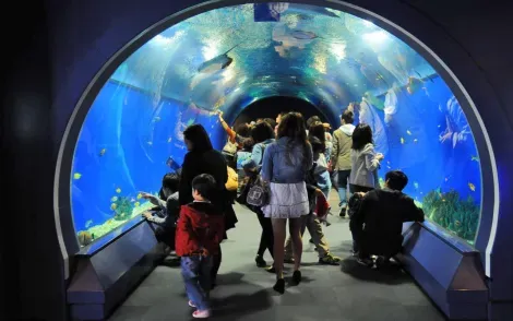 Between fish, dolphins and sharks, aquariums will delight the little ones.