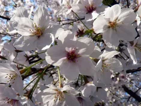 Gli alberi di ciliegio giapponesi, simbolo del Sol Levante
