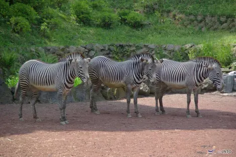 La zebras del Zoo de Ueno en Tokio.