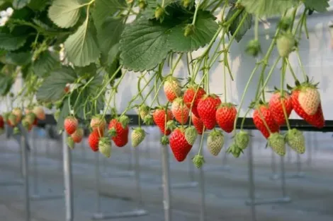 A strawberry season (from mid-February to late May), the orchard Niikura No-in, located in Tama (west of Tokyo), offers gourmet to come pick them even fruit