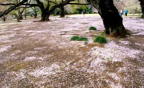 Il letto di petali di ciliegio subito dopo l'hanami.