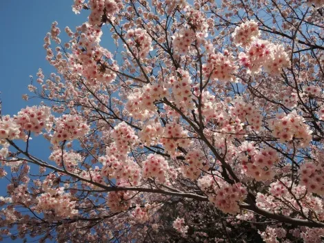 The best places in Japan Guide under the cherry blossoms.