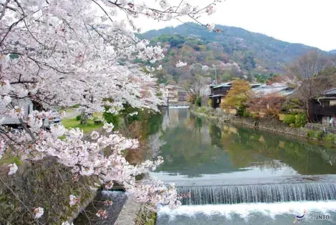 Les cerisiers en fleurs à Kyoto