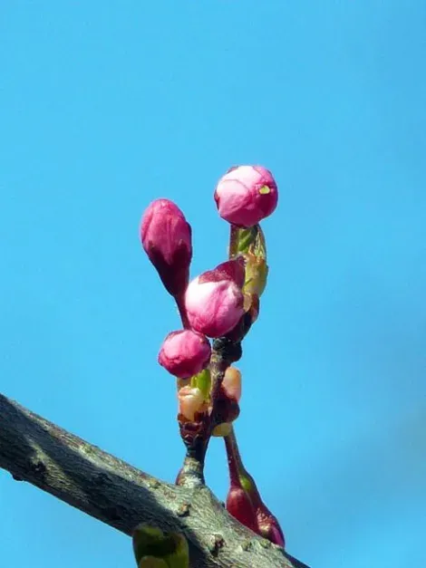 Boccioli di ciliegio pronti a fiorire.