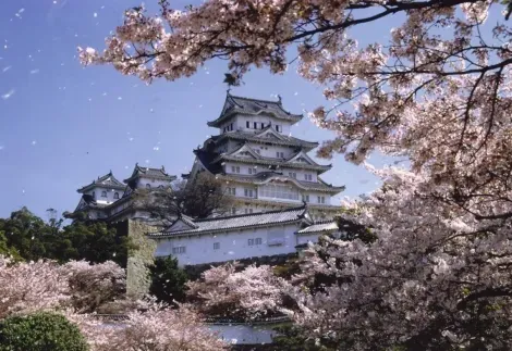 El Castillo Himeji rodeado de cerezos en flor.