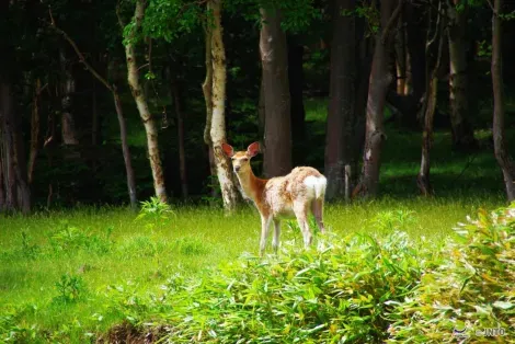 Doe in a Japanese forest