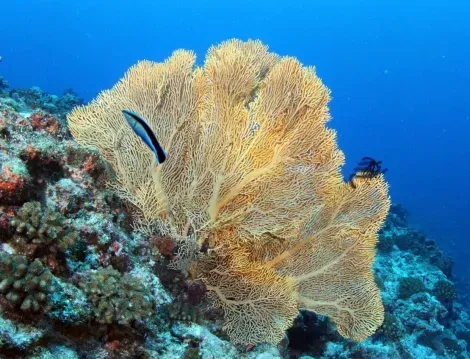 Korallentauchen in Okinawa